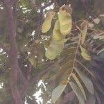 Image result for Centrolobium robustum