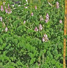 Image result for Casearia runssorica