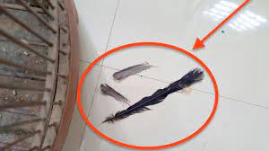 Burung murai batu mengalami rontok bulu. Murai Batu Anda Tiba Tiba Rontok Bulunya Ini Dia Penanganannya Youtube