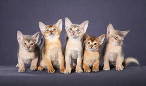 This is an ideal place for you to buy a suitable abyssinian cat. Abyssinian Cat Breed Information