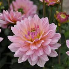 Dahlias Fm Nz Bulbs Available July December Dahlia October Sky Bloom