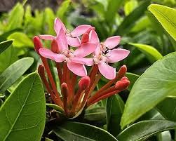 Image result for Ixora praetermissa