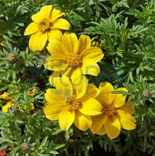 We did not find results for: Bildagentur Pitopia Bilddetails Goldmarie Adampauli Bild 1536472 Goldmarie Blute Blume Balkon Bidens Einzahn Zweizahn Garten Pflanze Aufsicht Gelb Makro