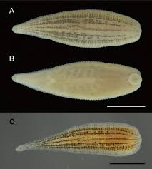 Image result for Isoglossa milanjiensis