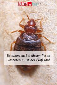 Bettwanzen Bisse Wie Man Die Blutsauger Im Bett Bekampft Bettwanzen Insekten Life Hacks Haushalt
