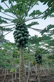 The ovary of the flower receives pollen from the male plant and gets fertilized and produces fruit. Papaya Description Cultivation Uses Facts Britannica