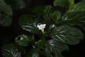 Image result for Mostuea