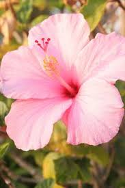 Maybe you would like to learn more about one of these? 46 South Texas Plants Ornamental Plants For Landscape Ideas Texas Plants Plants Ornamental Plants