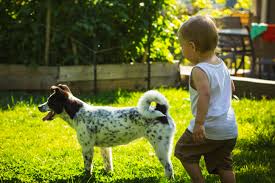 Even pets that adore children need private time and a place to go where they know they won't be pestered. Kids Puppies Are The Same Here Are 16 Reasons Why