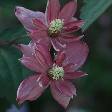We did not find results for: Clematis Montana Broughton Star Online Kaufen Bei Schmid Gartenpflanzen