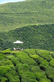 Wanderlust Dream Picnic In Pahang Malaysia Cameron Highlands Beautiful Nature Scenery