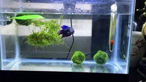 This here is my first king betta, super betta (ya i know stupid name) he's in his own 10 gallon tank and is doing great. Male King Betta Tank Youtube