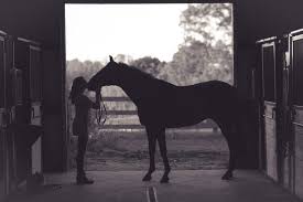 Je vous livre ici une astuce naturelle très efficace dans le traitement des blessures type tendinite ou entorse. Comment Eviter Et Soigner La Tendinite Chez Le Cheval Equidassur