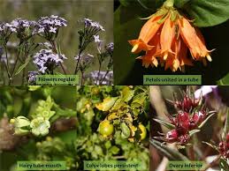 Image result for Pavetta sp. F