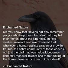 Twitter Raven Crow Animal Facts