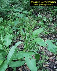 Image result for Rumex