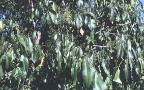 Image result for Vepris rogersii