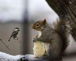 Obez Oldun Obeez Biraz Da Bize Birak Please May I Have A Small Piece I M Only Little Hayvanlar Evcil Hayvanlar Hayvan