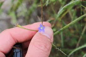 Image result for Wahlenbergia persimilis