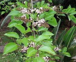 Image result for Millettia pinnata
