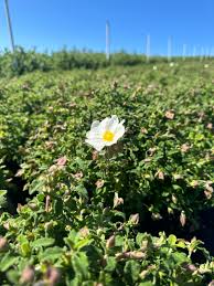 Image result for Cissus faucicola