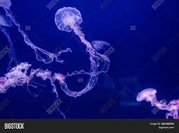 In the swimming stroke the coronal muscles act first drawing the umbrella inward and downward. Purple Striped Image Photo Free Trial Bigstock