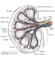 Kidney Anatomy Cross Section Image Kidney Anatomy Arteries Anatomy Anatomy