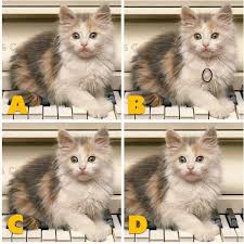 What breed of cat was the cheshire cat? Adgate Quiz Diva Kitty Difference Answers Swagbucks Help
