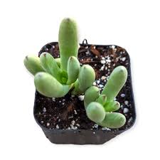 Image result for Crassula granvikii