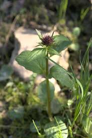 Image result for Valeriana capensis