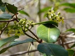 Image result for Salacia madagascariensis