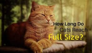 We took a look at a few. When Do Cats Reach Full Size Cats Stop Growing Nolonger Wild