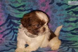 Shih tzu puppies available for adoption. Gorgeous Chocolate Shih Tzu Females 4 Puppies Available Female Shih Tzu Puppy For Sale In Mcallen Tx 4907581876 Dogs On Oodle Classifieds