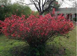 Image result for Chaenomeles japonica