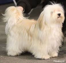 Havanese Dogs Haircuts Havanese Dogs Havanese Havanese Puppies
