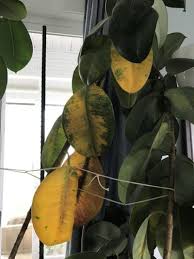 Rubber plant or tree, rubber bush (common). Rubber Plant Leaves Are Turning Yellow Fixing A Rubber Plant With Yellow Leaves