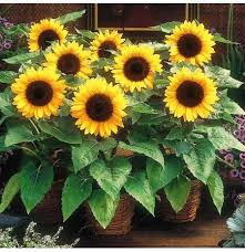 So we searched the blogosphere and found you some great ideas for diy garden trinkets and yard decorations, to add some jewelry to your garden! Egrow 20pcs Pack Sunflower Seeds Home Garden Diy Snack Flower Decoration Plants Bonsai
