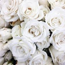 Tumblraesthetic Tumblraesthetics Tumblraestetic Tumblr Aesthetic Aesthetics White Roses Rose Flowers Flowe White Aesthetic White Flowers White Roses