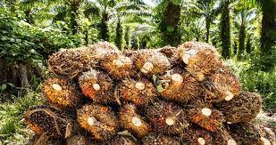 Its core businesses operate and serve in the industrial, motors and logistics sectors as well as the healthcare, and insurance segments. Usa Malaysian Company Sime Darby Plantation Issued With Withhold Release Order Over Allegations Of Forced Labour In Its Palm Oil Production Incl Co Response Business Human Rights Resource Centre