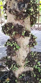 Image result for Ficus sycomorus