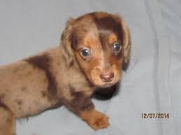 However free dachshunds are a rarity as rescues usually charge a small adoption fee to cover their expenses ($100 to $200). Puppies For Sale Miniature Dachshunds Doxies Dachsies In Alma Michigan Daschund Puppies Puppies Miniature Dachshunds