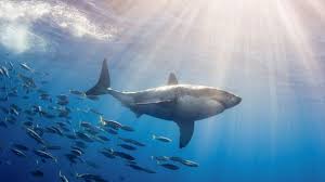 Great White Shark The Daily Catch Buyuk Beyaz Kopekbaligi Hayvanlar Kopekbaliklari