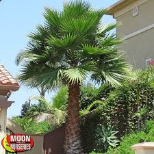 Palm trees are a botanical family of perennial lianas, shrubs, and trees. Pin On Backyard