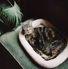 Guide To Cat Mating And Reproduction Cats Cat Gestation Cats For Sale
