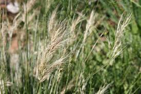 Image result for Aristida meridionalis