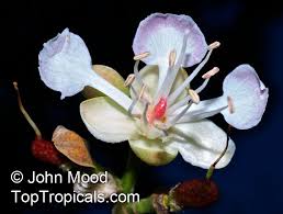 Image result for Hymenaea