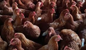 Ternak ayam petelur merupakan salah satu bisnis bermodal kecil dengan untung yang melimpah. Minim Resiko Kematian Berikut Cara Ternak Ayam Petelur Cocok Untuk Pemula