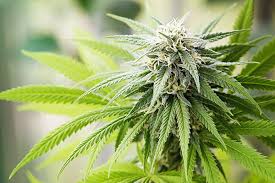 Buy weed online Devonport