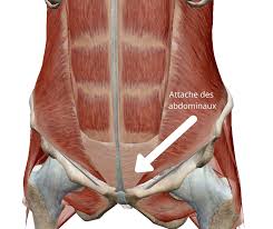 Les informations ne sont pas des conseils médicaux et ne peut pas être précis. Comment Soulager Les Douleurs Au Pubis Et A L Aine Pendant Et Apres La Grossesse Physio Pelvienne Noemie Seguin Physiotherapeute