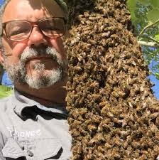 Schawee's Bee Removal